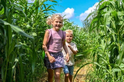 2 kinderen die rennen door het maisdoolhof van De Drentse Koe
